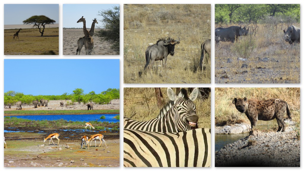 Tiere in freier Wildbahn Namibia Etosha Nationalpark